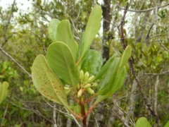 Scyphiphora hydrophylacea