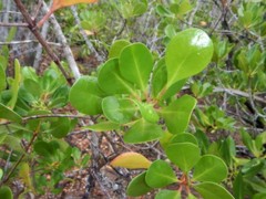 Scyphiphora hydrophylacea
