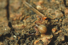 Geogarypidae