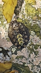 Acanthochitona garnoti