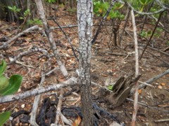 Scyphiphora hydrophylacea