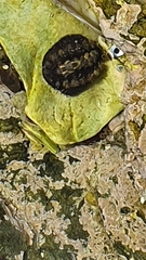 Acanthochitona garnoti