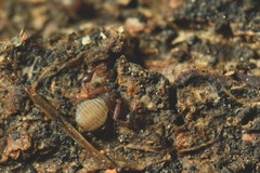 Geogarypidae