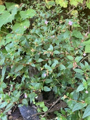 Schwackaea cupheoides