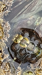 Acanthochitona garnoti