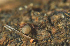 Geogarypidae