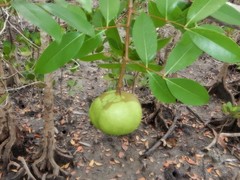 Xylocarpus moluccensis