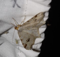 Macaria notata