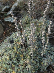 Artemisia alpina