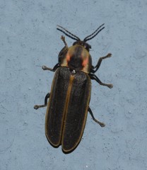 Pyractomena borealis
