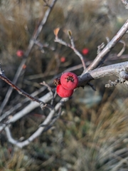 Cotoneaster integerrimus