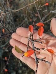 Cotoneaster integerrimus