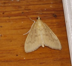 Framinghamia helvalis