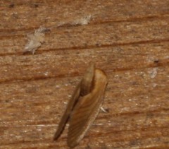 Tortricidia testacea