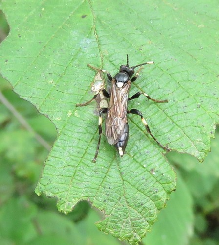 Ichneumon feriens