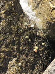 Nerita versicolor