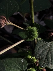 Urena lobata image