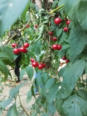 Solanum seaforthianum