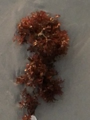 Chondrus