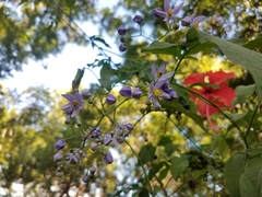 Solanum seaforthianum