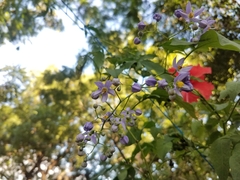 Solanum seaforthianum