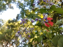 Solanum seaforthianum