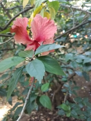 Hibiscus