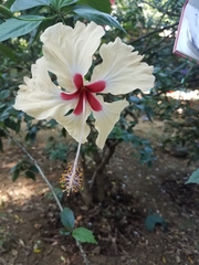 Hibiscus