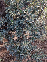 Photinia bodinieri