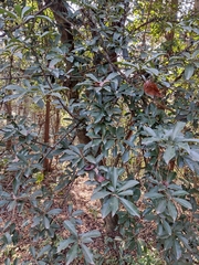 Photinia bodinieri