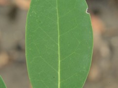 Xylocarpus moluccensis