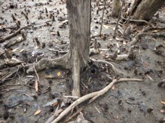 Xylocarpus moluccensis