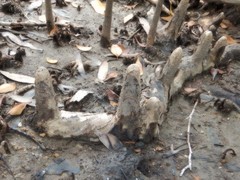 Xylocarpus moluccensis