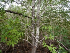 Xylocarpus moluccensis