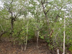 Xylocarpus moluccensis