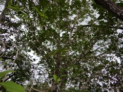 Xylocarpus moluccensis