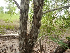 Xylocarpus moluccensis