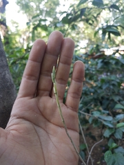 Laeliinae