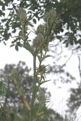 Eryngium alternatum