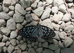 Hestina assimilis formosana