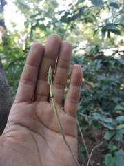 Laeliinae