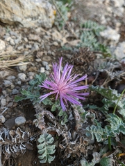 Psephellus declinatus