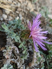 Psephellus declinatus