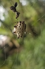 Gasteracantha cancriformis