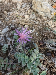 Psephellus declinatus