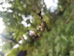 Gasteracantha cancriformis