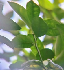 Citrus × taitensis