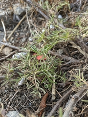Salvia scabiosifolia