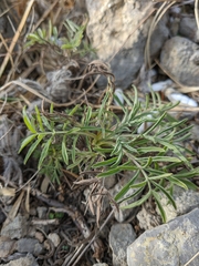 Salvia scabiosifolia