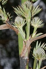 Eryngium alternatum
